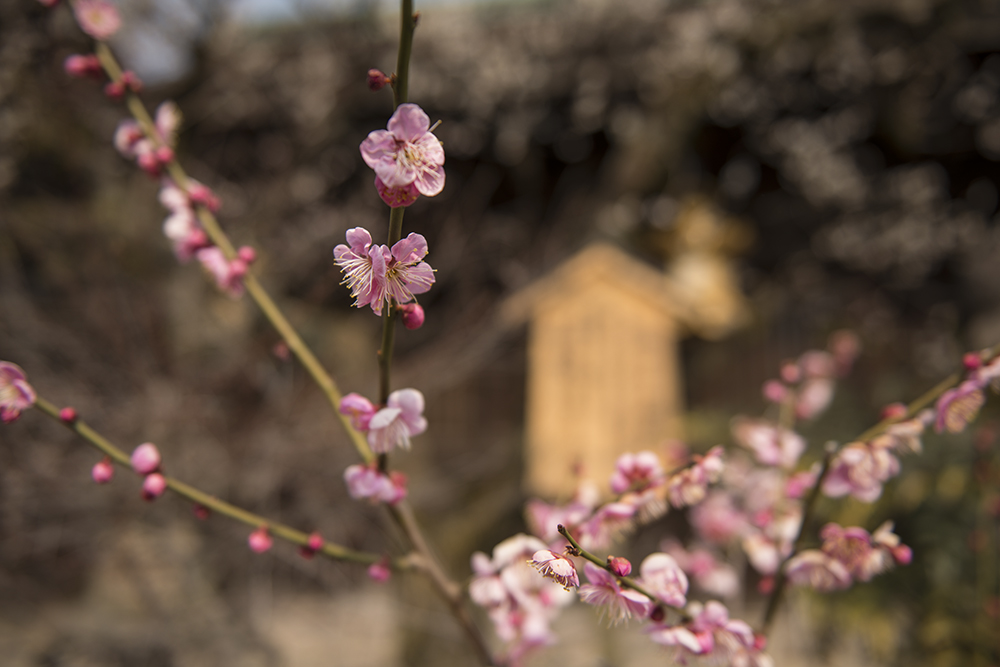 Ume - Plum Blossoms