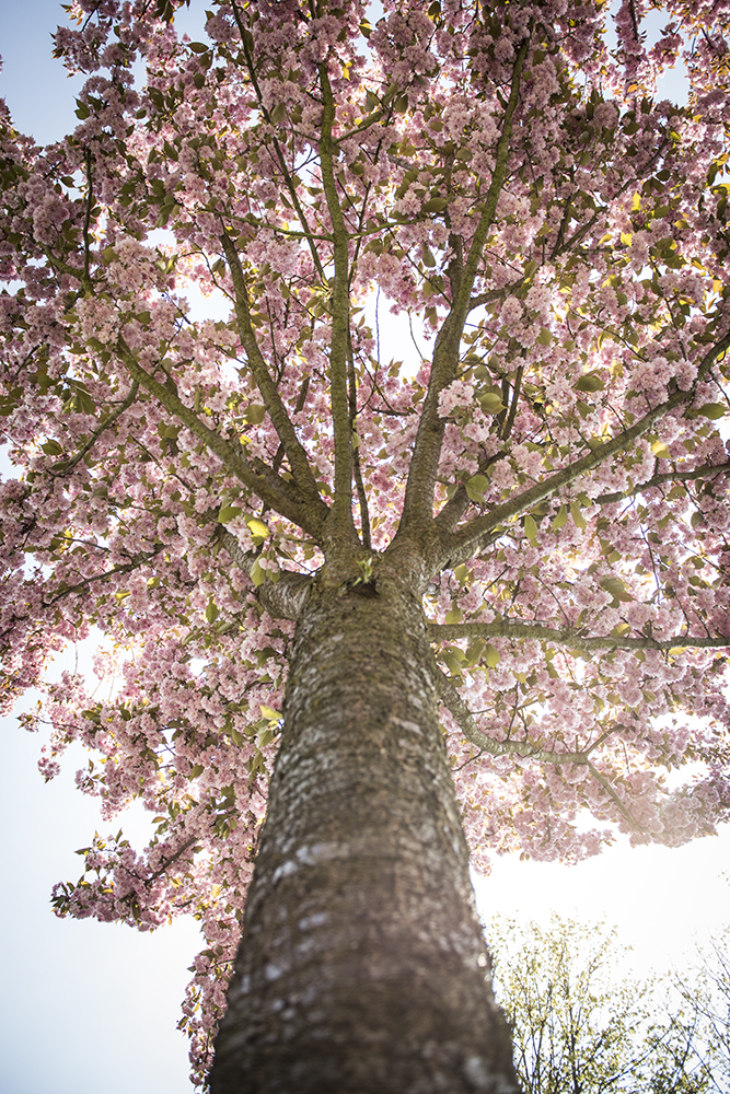 A Tree like Cotton Candy
